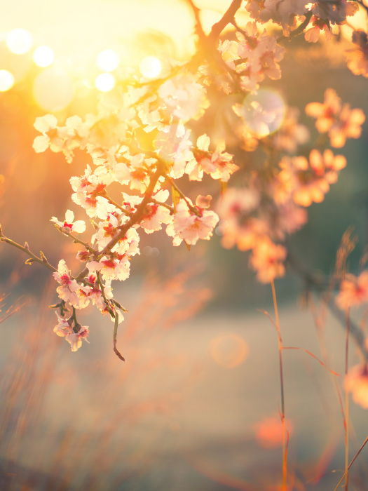 Ann Lowe, Eco Therapist, Cheshire
