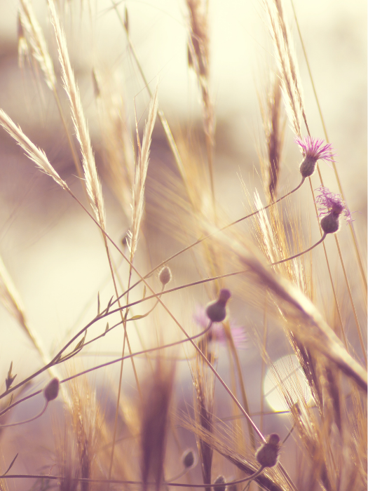 Ann Lowe, Eco Therapist, Cheshire